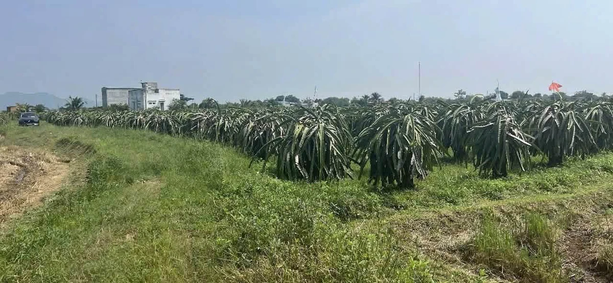 Bán đất nền 7200m² Kênh N29 Hàm Liêm Phan Thiết 599 triệu - Ảnh thu nhỏ 2