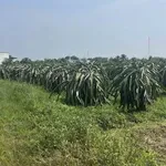 Bán đất nền 7200m² Kênh N29 Hàm Liêm Phan Thiết 599 triệu - Ảnh thu nhỏ 2