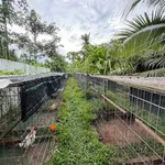 Bán trại gà Châu Hoà Vĩnh Long 1.6 tỷ 1600m2 - Ảnh thu nhỏ 5