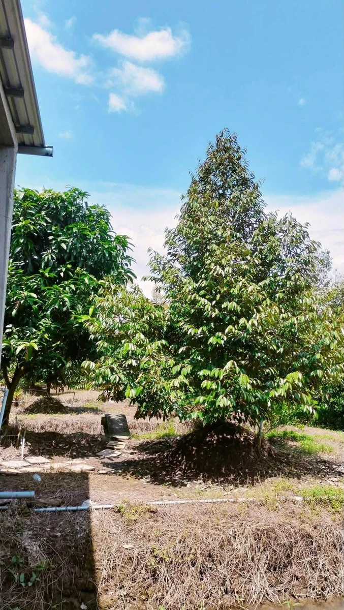 Bán đất vườn sầu riêng Thái 1500m2 tại Tiên Long, Tân Phú giá 820 triệu - Ảnh thu nhỏ 4