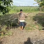Bán đất tại Mỹ Hòa, Tháp Mười, Đồng Tháp, 2 tỷ 150, 667 m2 có 200m2 TC - Ảnh thu nhỏ 3