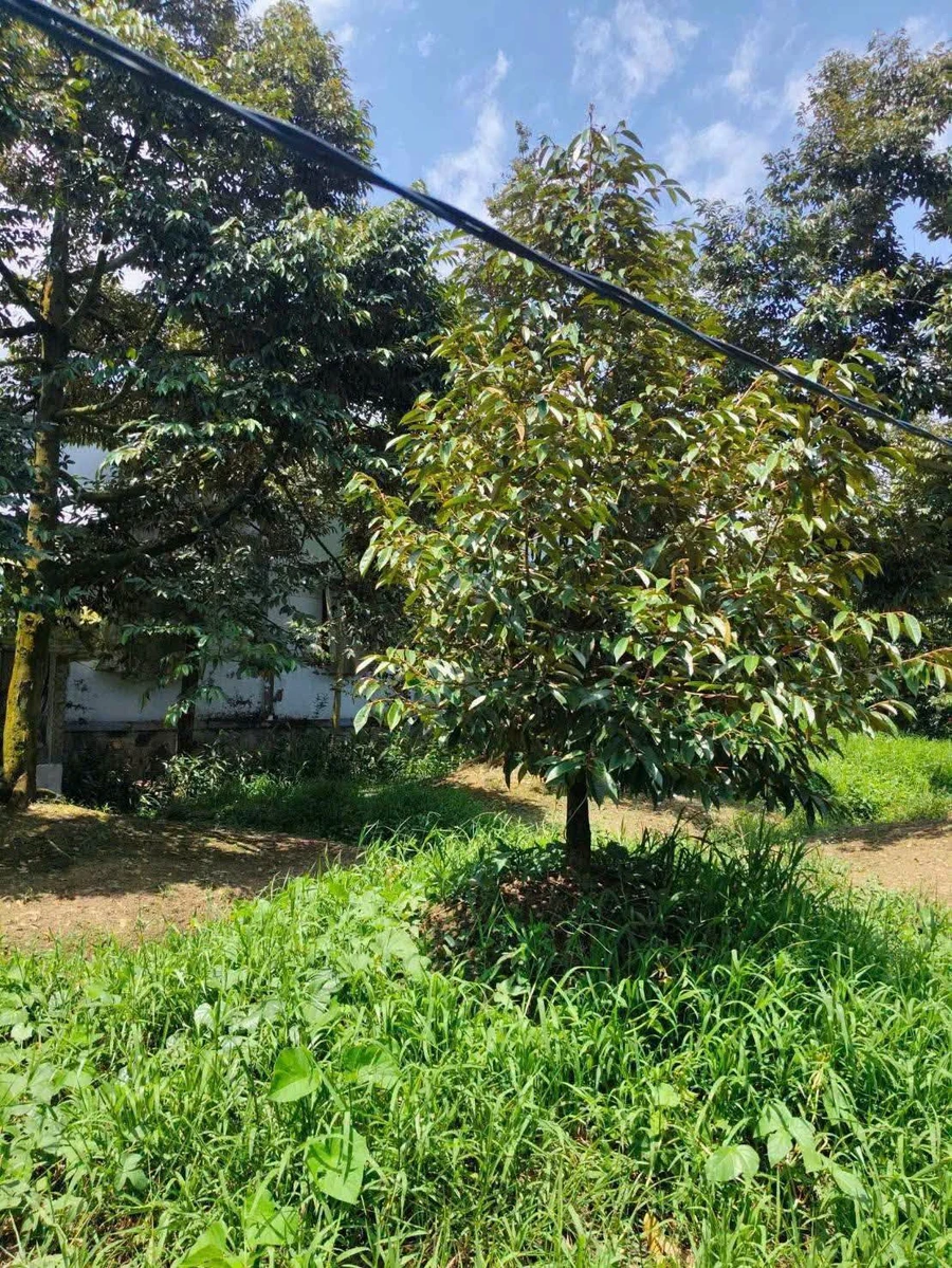 Bán đất sầu riêng 1300m² Châu Thành Bến Tre, 800 triệu/công - Ảnh thu nhỏ 3