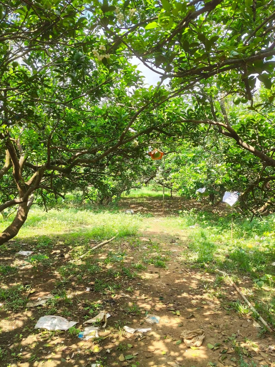 Bán vườn bưởi 1 mẫu view sông Tân Triều 29 tỷ - Ảnh thu nhỏ 4