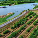 Bán 5 lô đất vườn 500m² view sông Vàm Cỏ Đông, Tây Ninh - Ảnh thu nhỏ 3