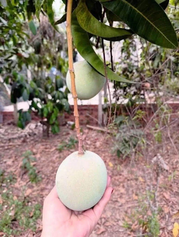 Bán lô đất vườn trái cây Phú An, Bình Dương - 2.6 tỷ