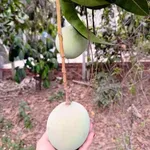 Bán lô đất vườn trái cây Phú An, Bình Dương - 2.6 tỷ - Ảnh thu nhỏ 1