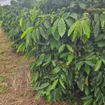 Bán 1,5ha đất vườn cà phê giá 2,7 tỷ tại xã Đắk Búk So, Tuy Đức, Đắk Nông - Ảnh thu nhỏ 2