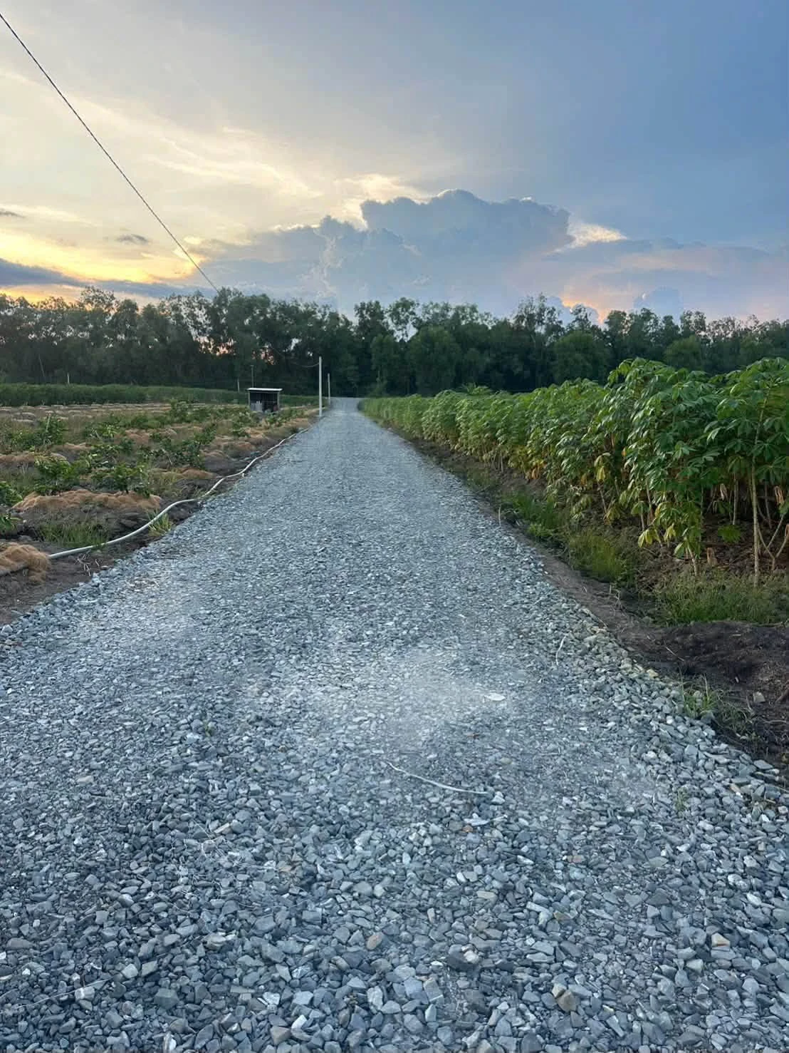 Bán đất 1000m2 (11x90) xã Tân Thành, Thủ Thừa, Long An giá 490 triệu - Ảnh 1