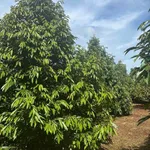 Bán đất vườn sầu riêng cà phê 340m² 5 tỷ Đắk Nông - Ảnh thu nhỏ 1