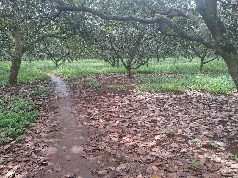 Bán đất đỏ 1,5ha mặt tiền 100m xã Nghĩa Trung Đồng Nai