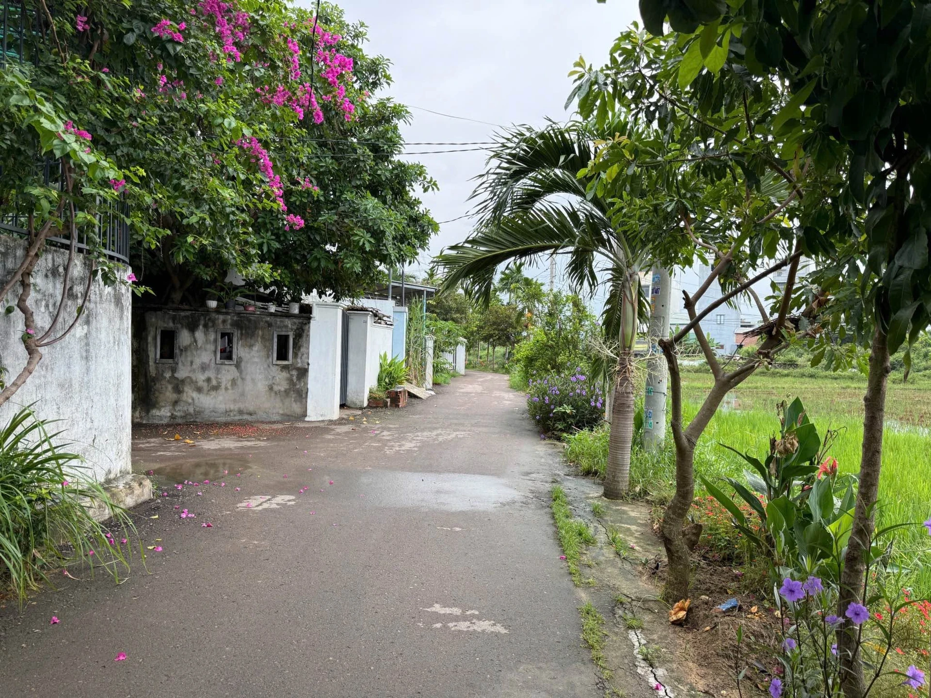 Bán lô đất Tuy Phước 138,7m² full thổ cư 1 tỷ 2 - Ảnh 1