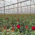 Bán 9 sào đất sổ riêng Đan kia 9000m2 vườn hoa hồng - Ảnh thu nhỏ 1