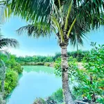 Bán đất trang trại 5500m2 Đông Thái gần chợ trường học - Ảnh thu nhỏ 2