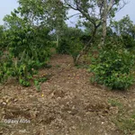 Bán đất vườn 3545m² view suối Ea Hu Đắk Lắk - Ảnh thu nhỏ 5