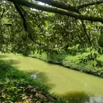 Bán đất sầu riêng 1681m2 tại Cần Thơ giá 1 tỷ 100 - Ảnh thu nhỏ 2