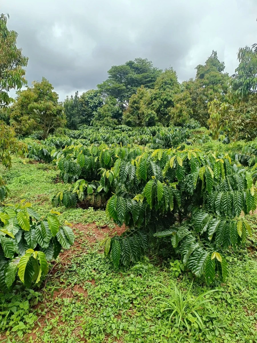 Bán đất nông nghiệp 1,8 ha Đắk Nông - Ảnh 1