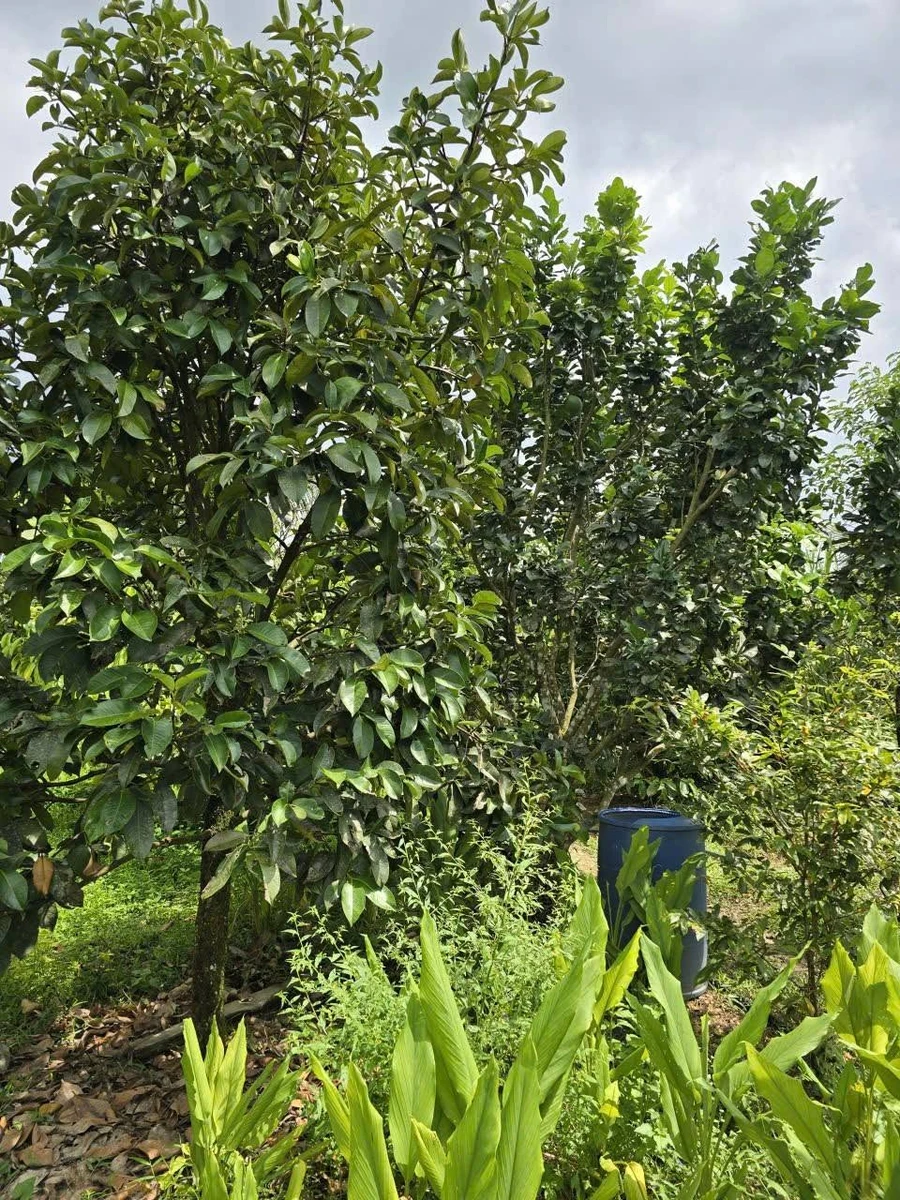 Bán lô đất vườn 9932m² Đạ Lây, Lâm Đồng - Ảnh thu nhỏ 5
