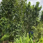 Bán lô đất vườn 9932m² Đạ Lây, Lâm Đồng - Ảnh thu nhỏ 5