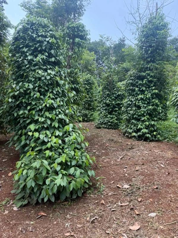 Bán 2 hecta đất rẫy Đắk Nông 2 tỷ 500 triệu