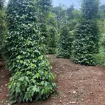 Bán 2 hecta đất rẫy Đắk Nông 2 tỷ 500 triệu - Ảnh thu nhỏ 1