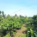 Bán đất 5000m² có nhà kho tại Bảo Lộc, giá 6 tỷ 5 - Ảnh thu nhỏ 3