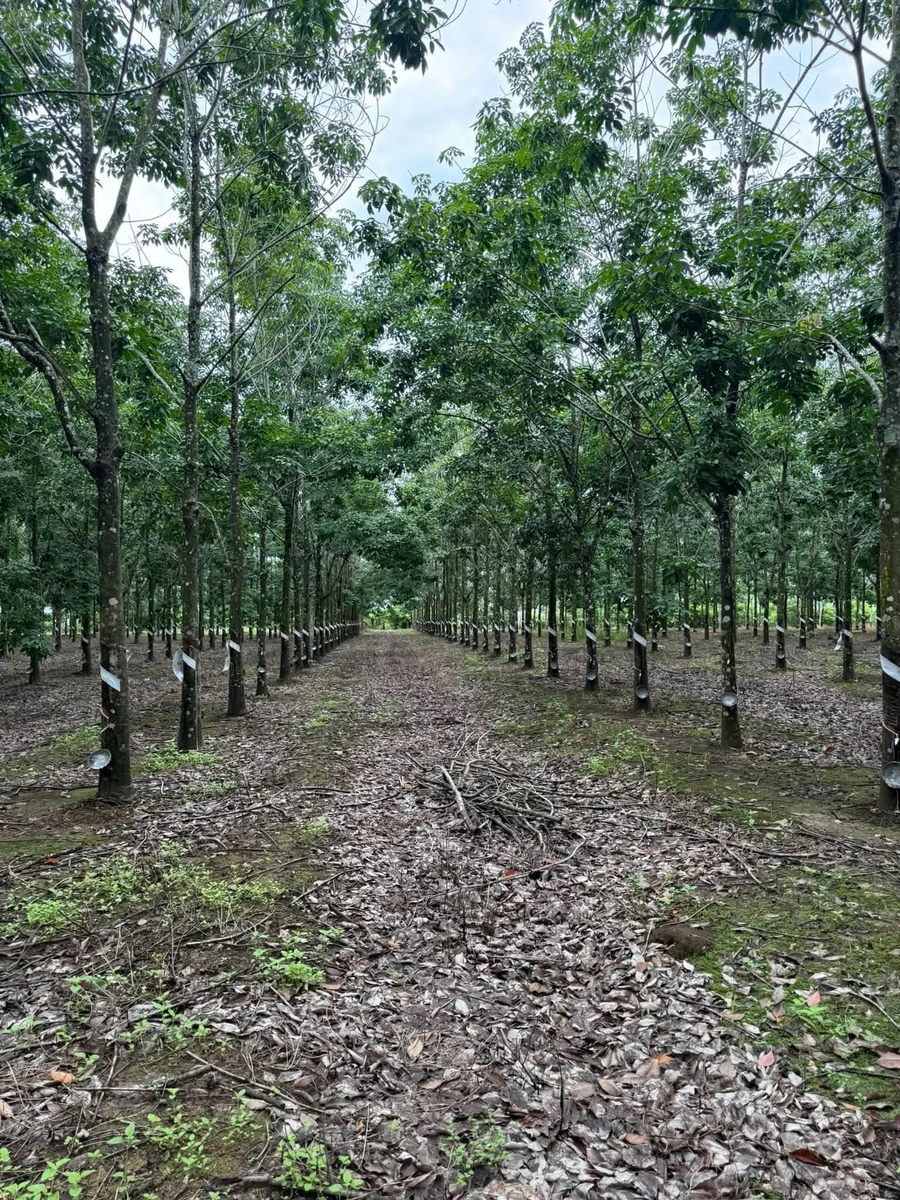 Bán 4,2 ha đất trồng cao su đang thu hoạch, giá 2,2 tỷ, huyện Ea Súp, Đắk Lắk - Ảnh thu nhỏ 2