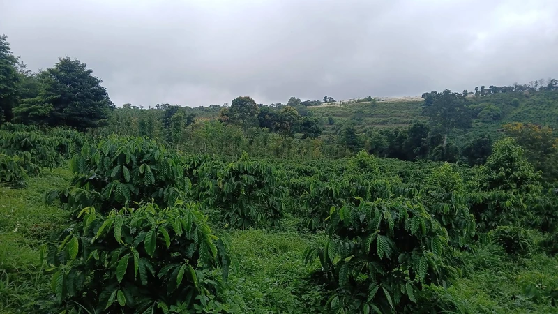 Bán đất 1ha Tuy Đức Lâm Đồng 1,3 tỷ