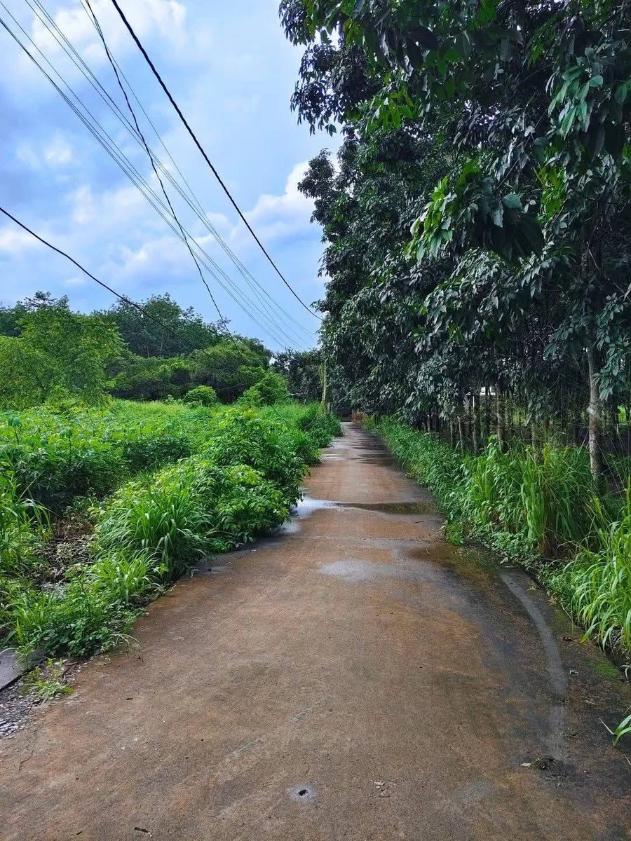 Bán đất gần chợ Tân Thành Nhà Bè, 522m² chỉ 1,1 tỷ - Ảnh thu nhỏ 3