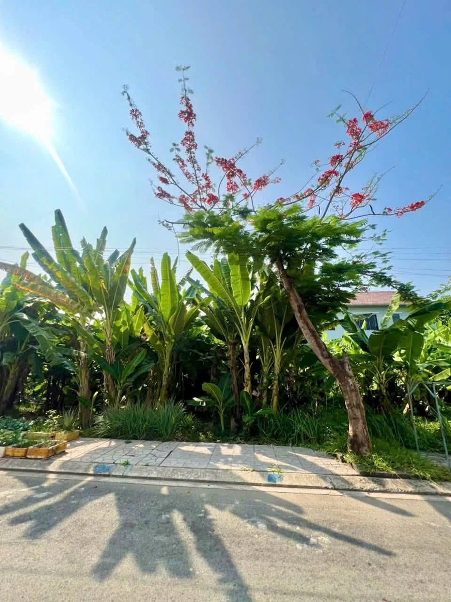 Bán đất 62m2 3,45 tỷ KDC Đào Thiện Vương Tạm Đạ Quận 9 - Ảnh thu nhỏ 4
