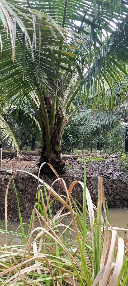 Bán 3 công 8 đất vườn dừa xiêm view rạch, ngang 20m, Phú An Hòa, gần KCN Giao Long - Ảnh thu nhỏ 4