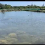 Bán 1000m2 đất nuôi trồng thủy sản kèm hồ và chòi tại Bình Châu giá 199 triệu - Ảnh thu nhỏ 3