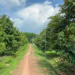Bán vườn sầu riêng 2 hecta, Phú Lâm, Đồng Nai, 11 tỷ - Ảnh thu nhỏ 5