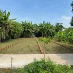 Bán 2 nền đất thổ cư mặt tiền đường Huỳnh Thị Luông, xã Mỹ Lộc, 112,5m2, giá 790 triệu/nền - Ảnh thu nhỏ 2
