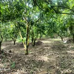 Bán đất 17,863 m2 view hồ Trị An, Đồng Nai 280tr - Ảnh thu nhỏ 4