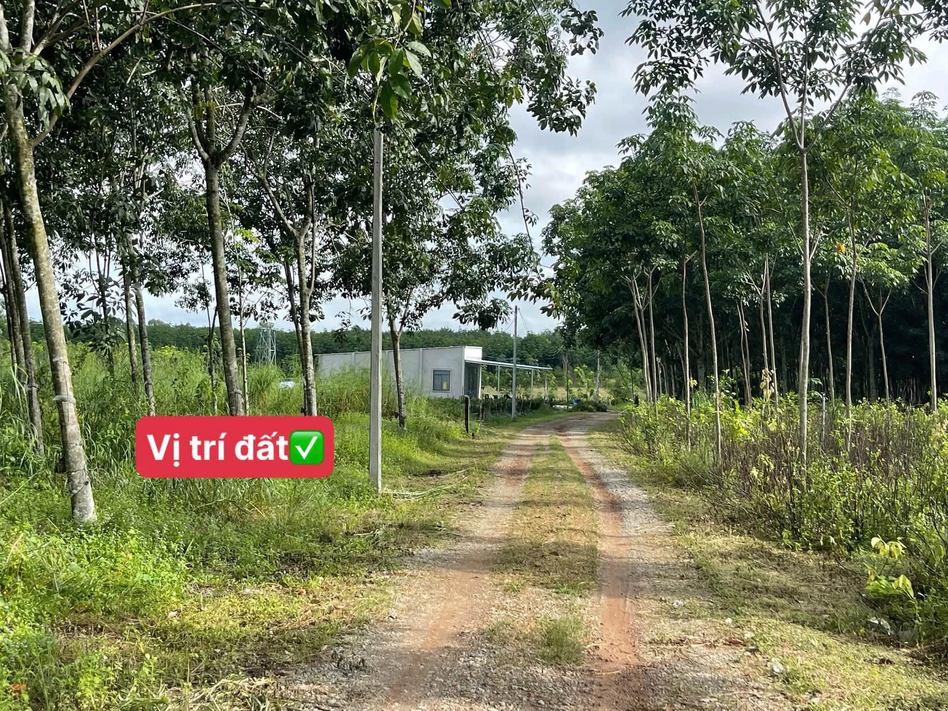 Bán đất nền 100m² Chơn Thành Đồng Nai 650 triệu - Ảnh 1