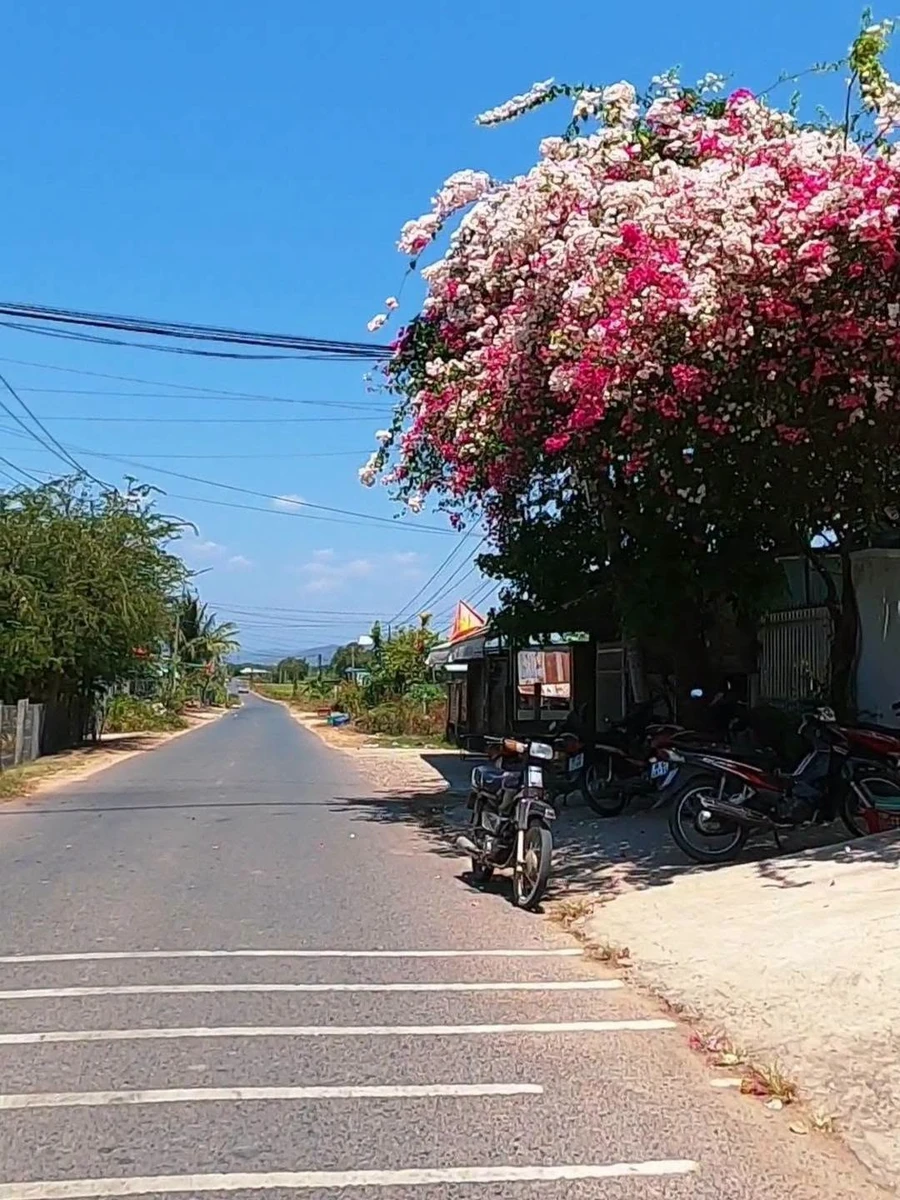 Bán đất mặt tiền kinh doanh 140m2, Hàm Thuận, Lâm Đồng - Ảnh thu nhỏ 3