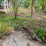 Bán 1100m2 đất vườn dừa Phú Tân, Cần Giờ - Ảnh thu nhỏ 2