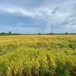 Bán 7 công ruộng Châu Thành, Kiên Giang, 48m mặt tiền - Ảnh thu nhỏ 2