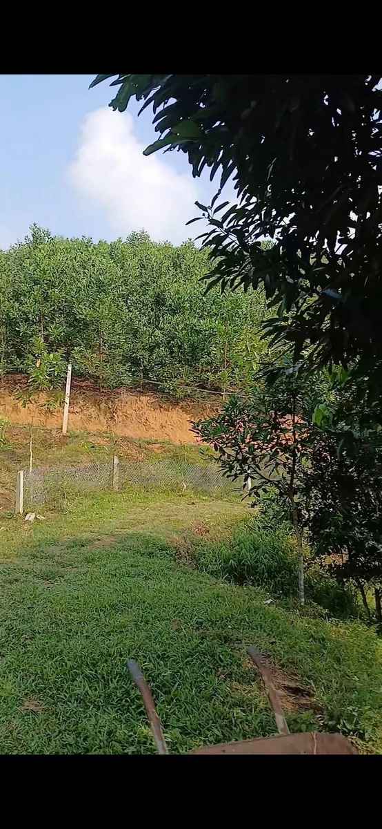 Bán trang trại 1,4 ha Phường Văn Phú, Hóc Môn - Ảnh thu nhỏ 4