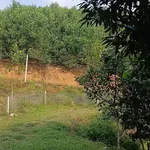Bán trang trại 1,4 ha Phường Văn Phú, Hóc Môn - Ảnh thu nhỏ 4
