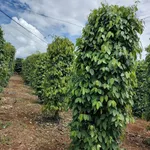 Bán đất nông nghiệp 1,5 hectare Gia Lai 4 tỷ - Ảnh thu nhỏ 4
