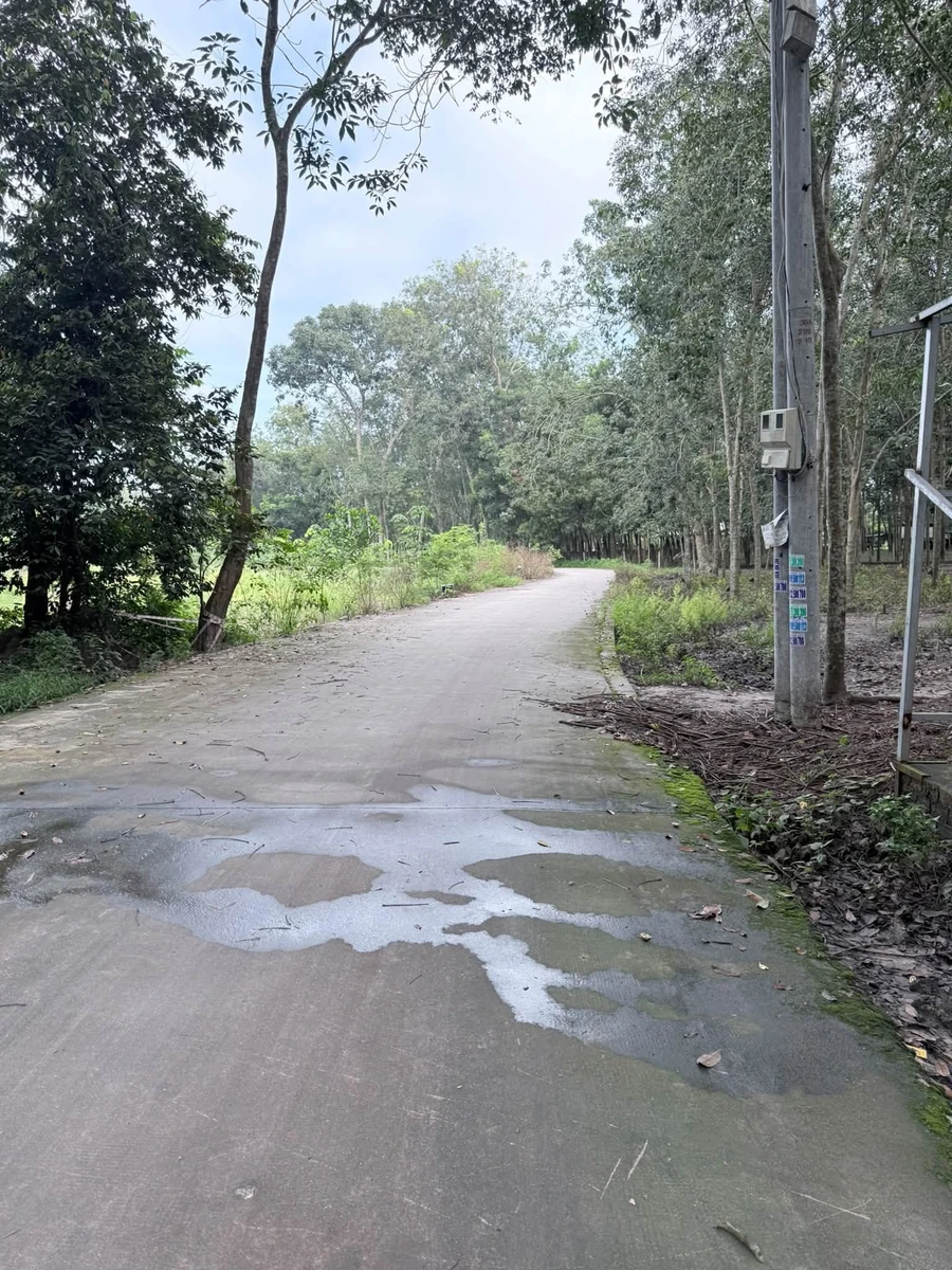 Bán đất Tân Bình 200m² giá 1 tỷ 5 - Ảnh thu nhỏ 4