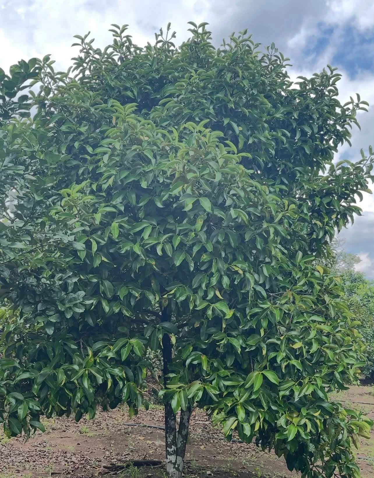 Bán nền đất 537m² tại Chợ Bình Lộc, Đồng Nai - Ảnh 1