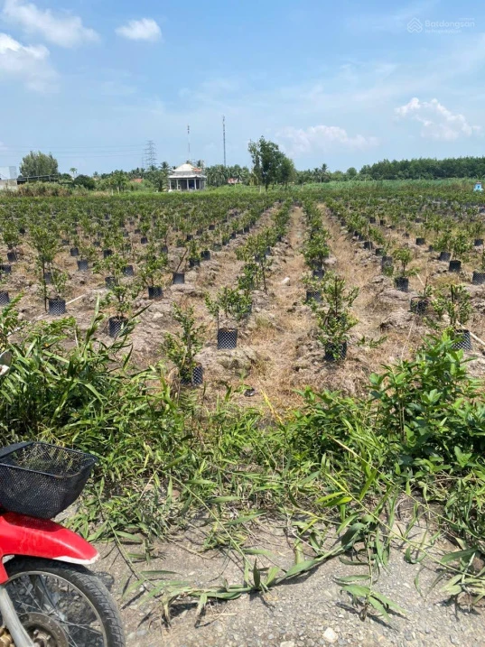 Bán Đất tại xã Thạnh Lợi, 2,4 tỷ, 1139 m2, 15,3m x56m gần chợ Thạnh Lợi , đất CHN chuyển thổ được.