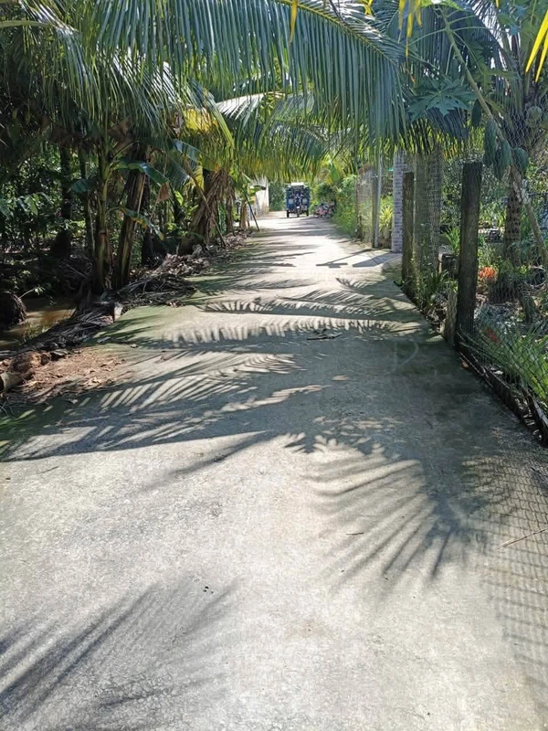 Bán đất vườn dừa 1.100m2 An Khánh Bến Tre