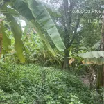 Chính chủ bán lô đất 606.4m2 full thổ tại An Hoà, Châu Thành, An Giang chưa đến 1.118 tỷ - Ảnh thu nhỏ 9