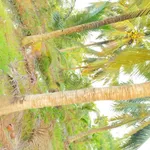 Bán 4 công đất vườn dừa 2 mặt tiền Trà Vinh - Ảnh thu nhỏ 2