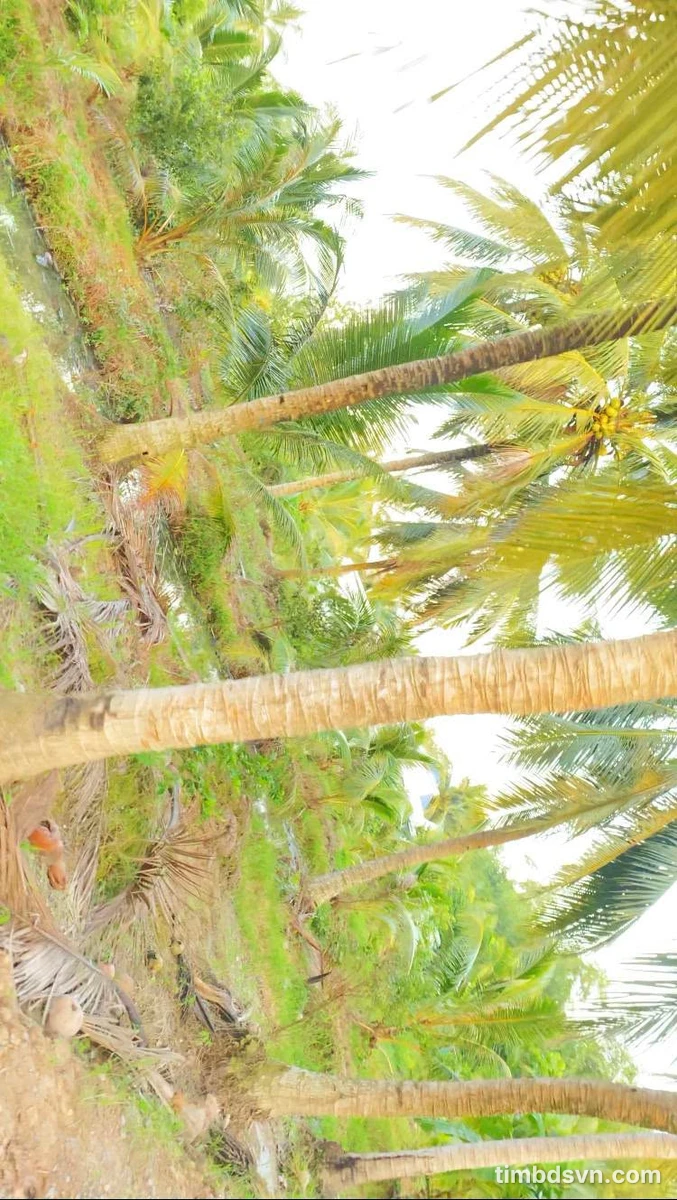 Bán 4 công đất vườn dừa 2 mặt tiền Trà Vinh - Ảnh thu nhỏ 2
