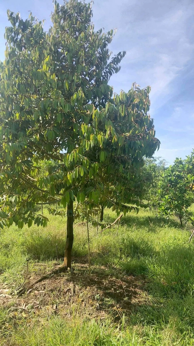Bán đất 2112m² Định Quan Bình Dương 1 tỷ - Ảnh 1