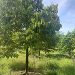 Bán đất 2112m² Định Quan Bình Dương 1 tỷ - Ảnh thu nhỏ 1
